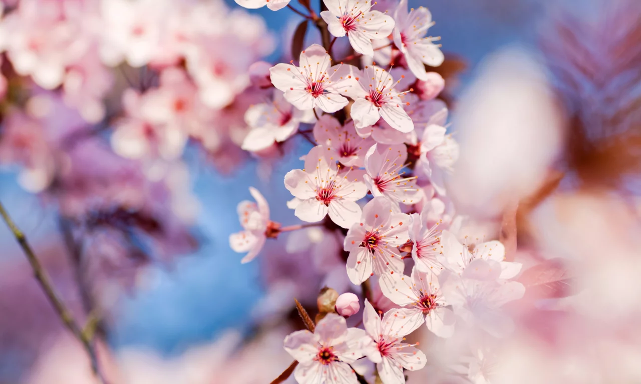 cherry blossoms, макро, весна
