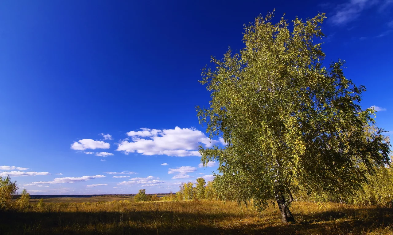 поле, дерево, небо