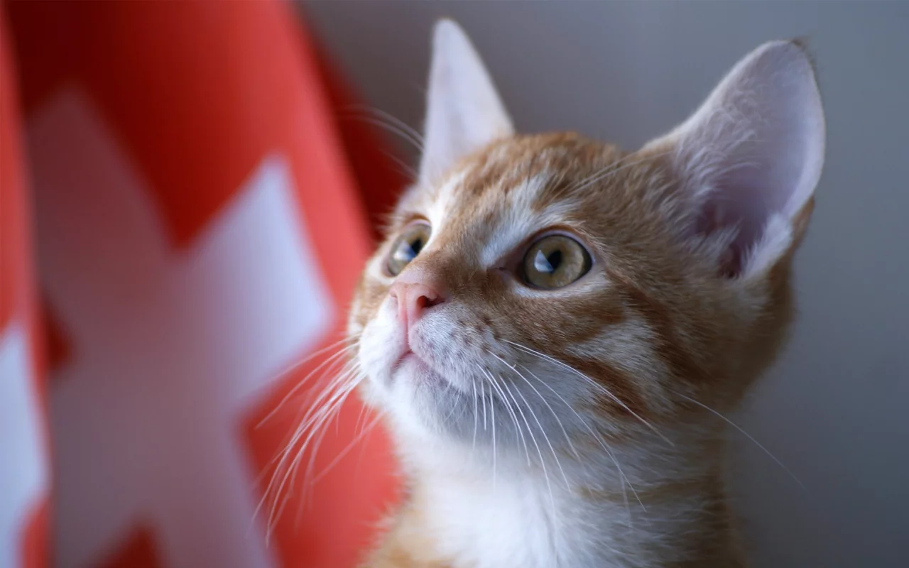 kitty, швейцария, котенок, кот