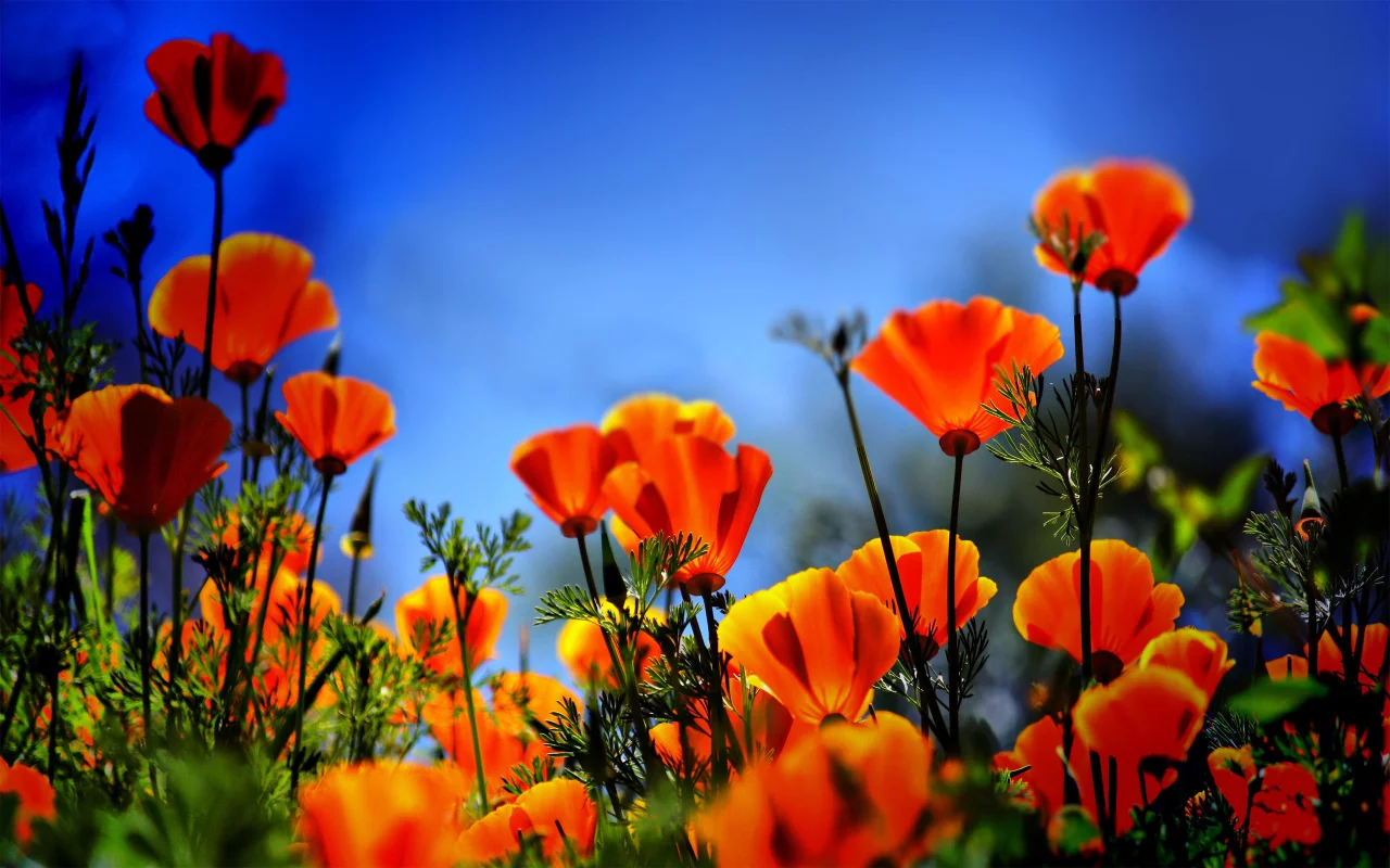 огонь, poppies on fire, маки