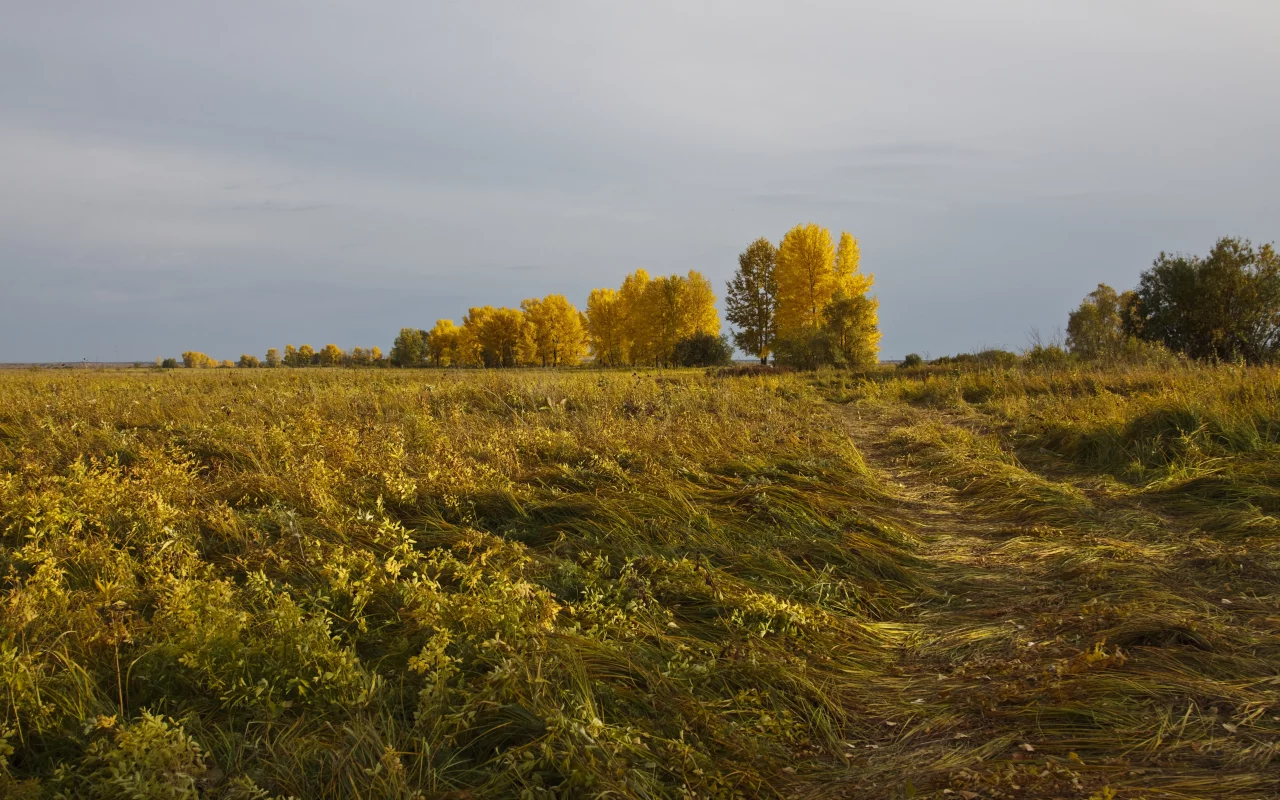 осень, даль, деревья