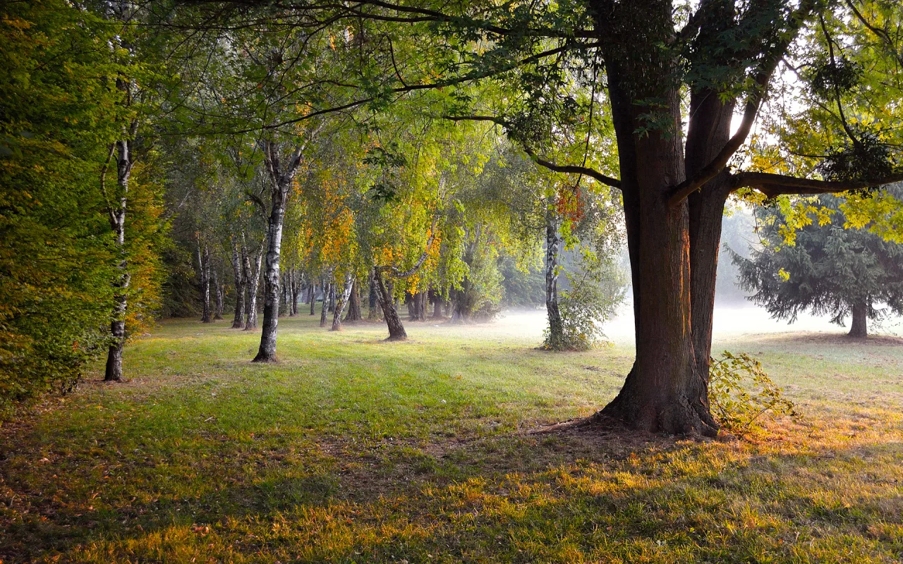 осень, парк, природа
