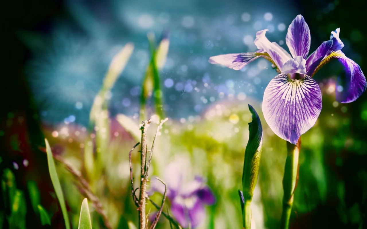 цветы, листки, природа, цветок, ирис, трава, nature, макро