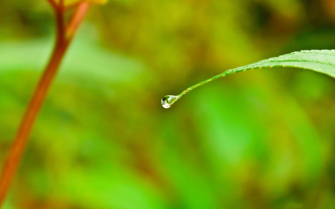 water, лист, drop, капля, воды