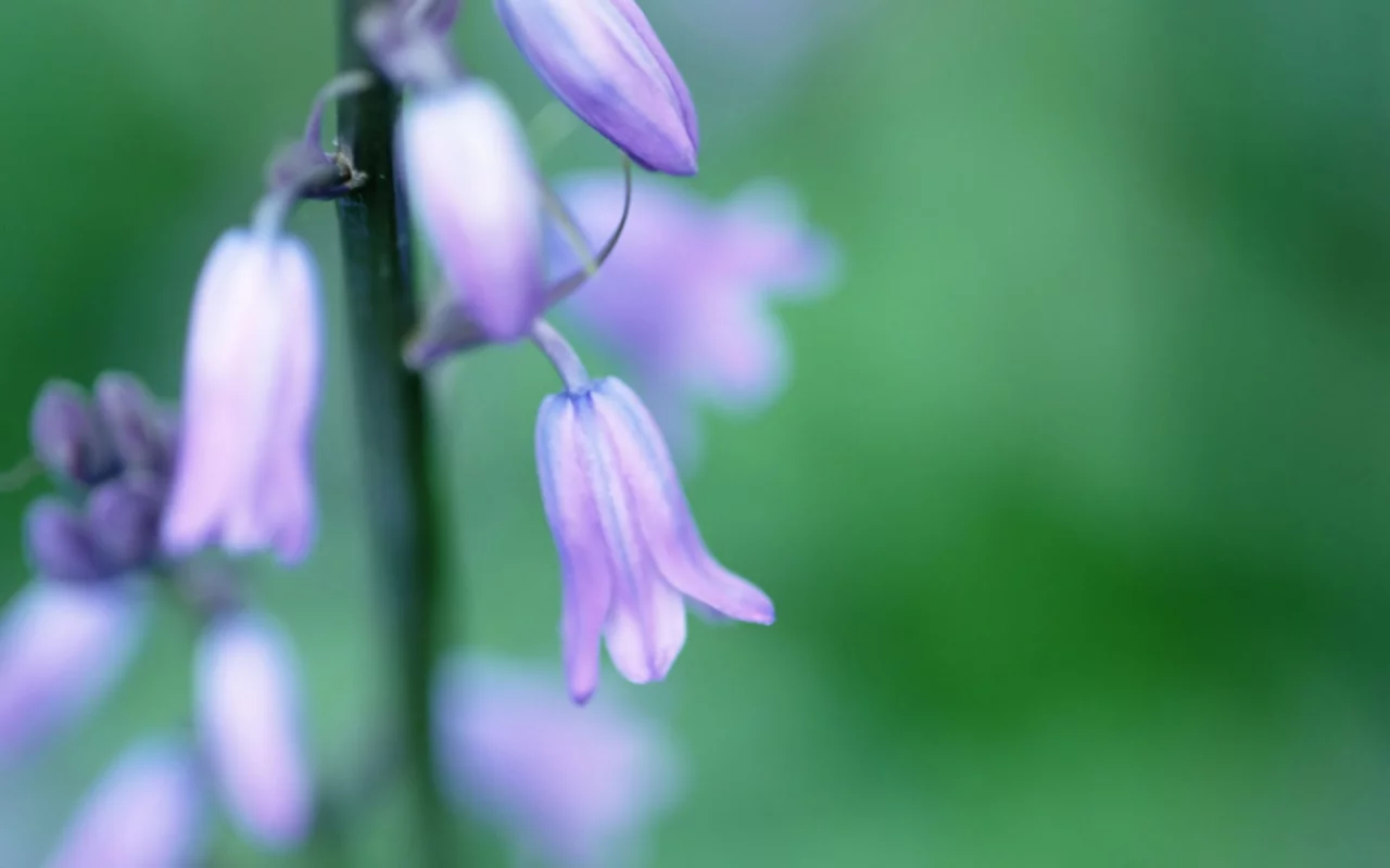 колокольчики, цветок, green, цветы, spring, зелень, весна, растение, макро