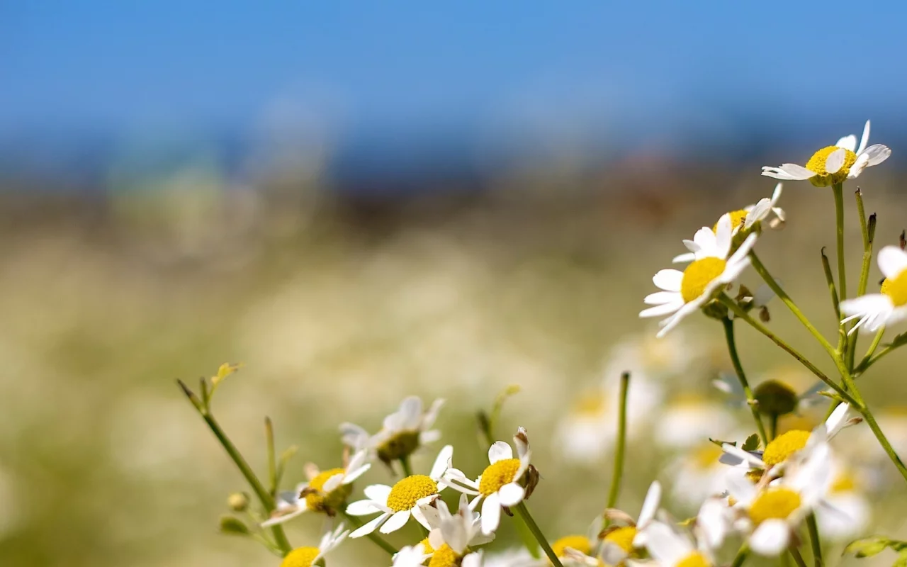 bokeh, природа, flowers, ромашки, nature, боке, 1920x1080, цветы, camomiles, light, свет