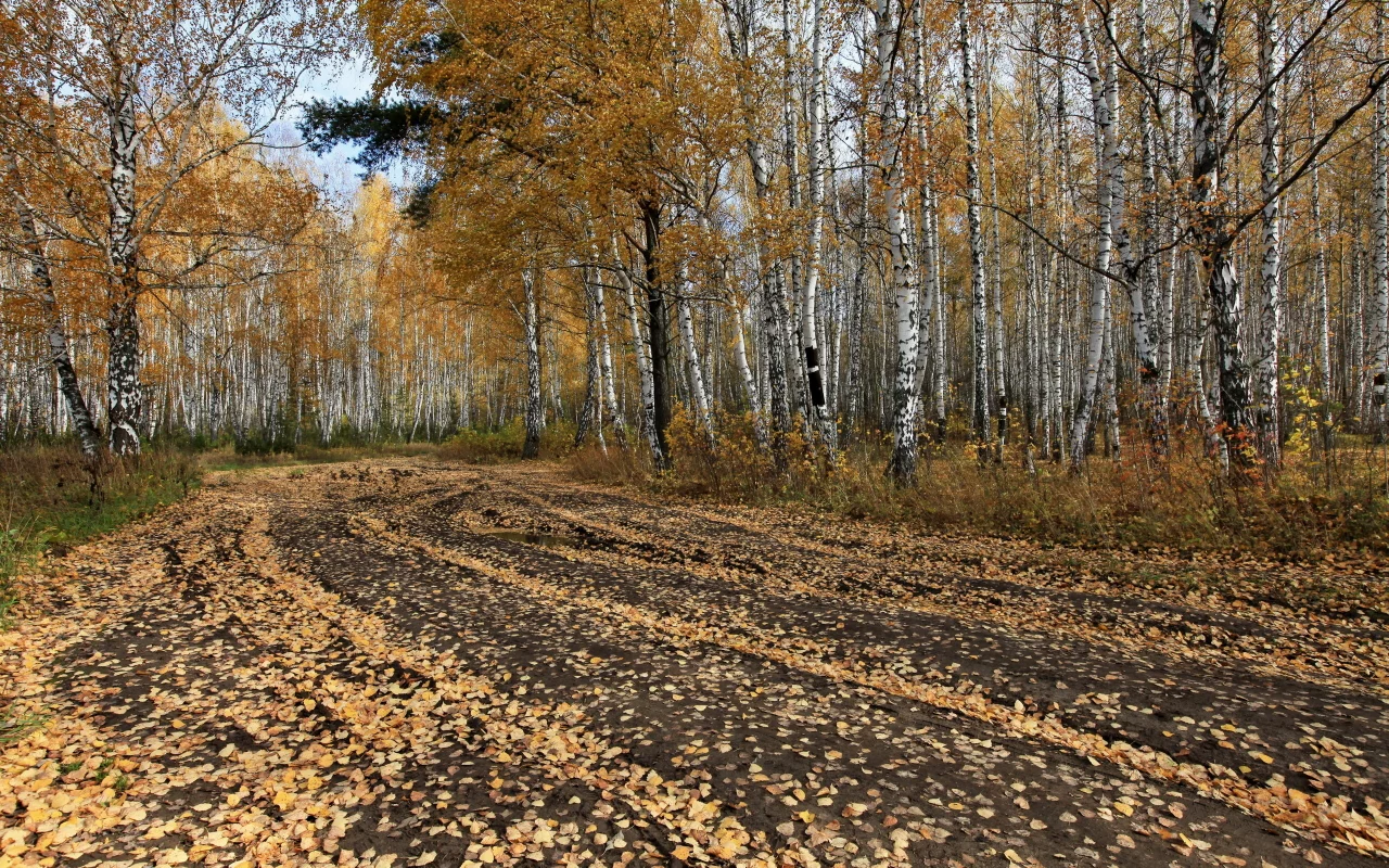 дорога, деревья, осень, лес