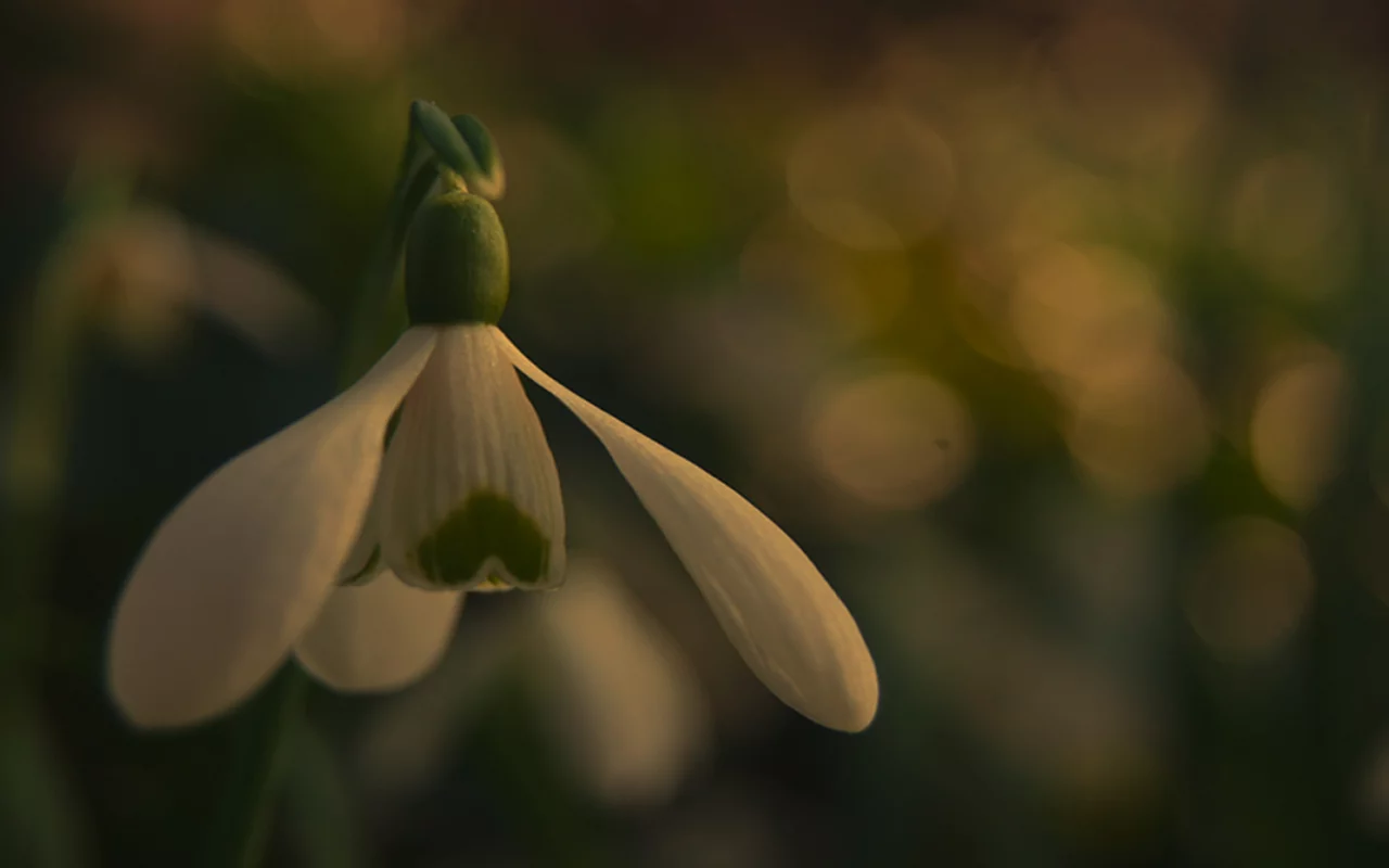 nature, snowdrop, подснежник, цветок, природа, 2560x1440, боке, bokeh, макро, macro, flower