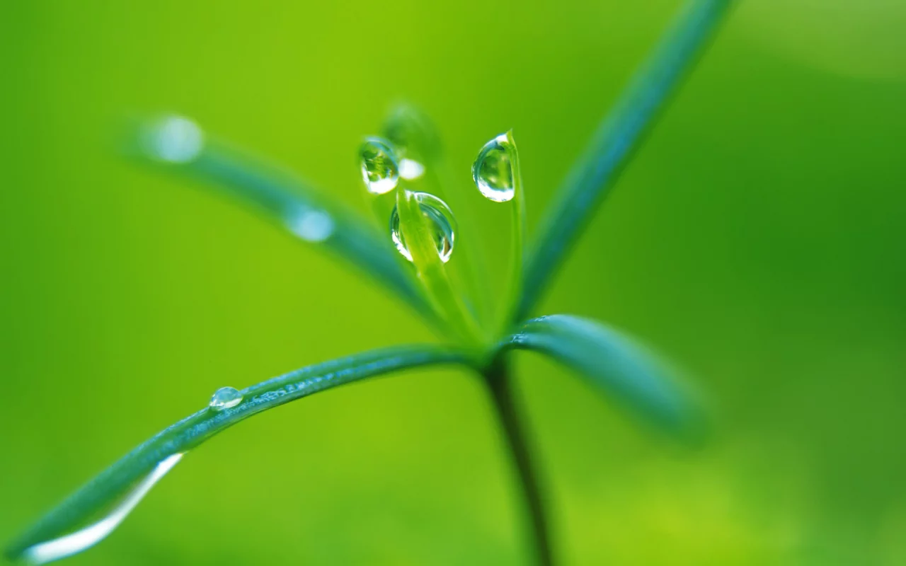 green, росток, капли, растение, макро, зеленый