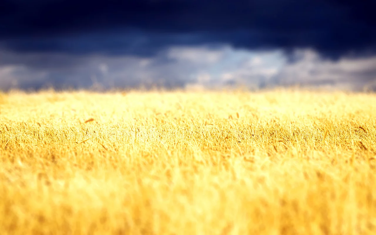 облака, clouds, field, пшеница, небо, nature, пейзаж, landscape, wheat, растение, 2560x1600, природа, поле, колоски, sky, plant