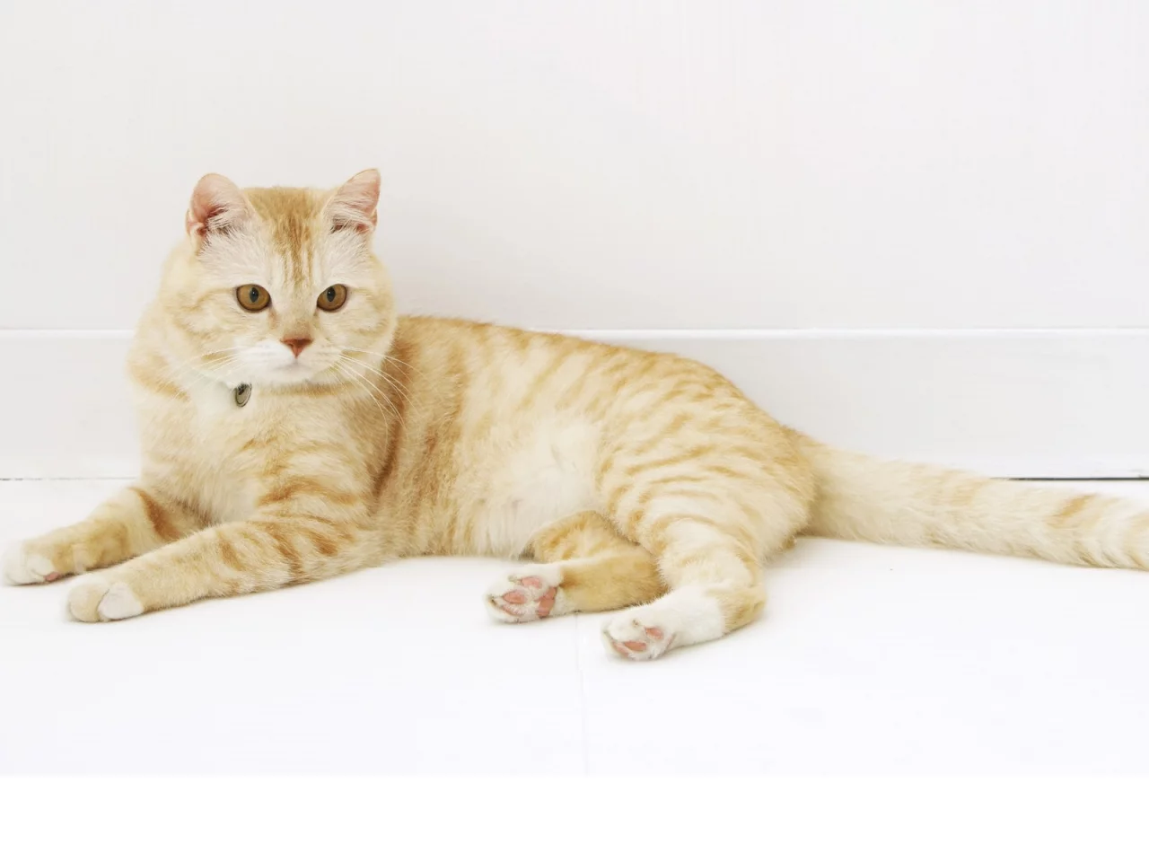 кот, cat, кошка