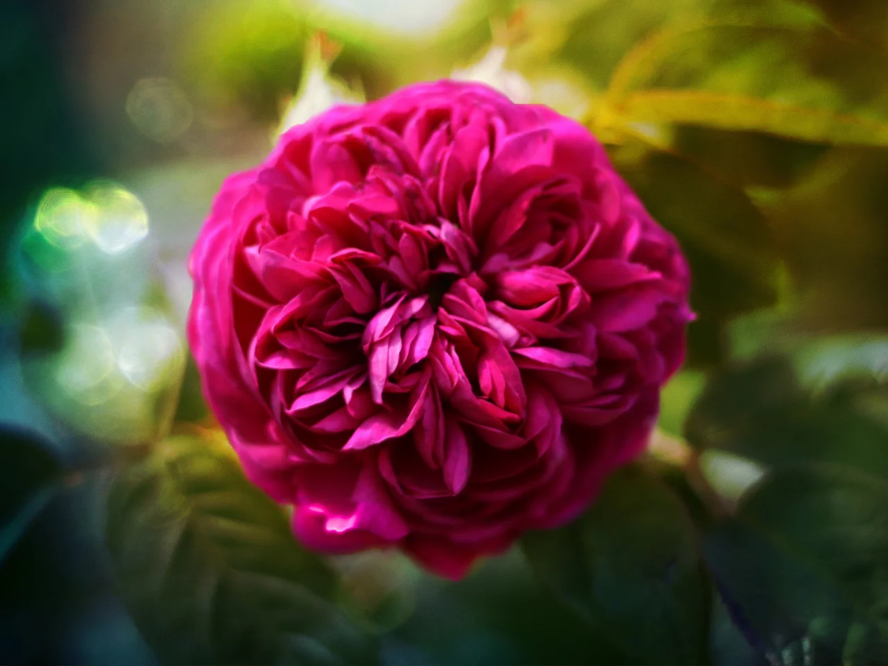 пышная, rose, роза
