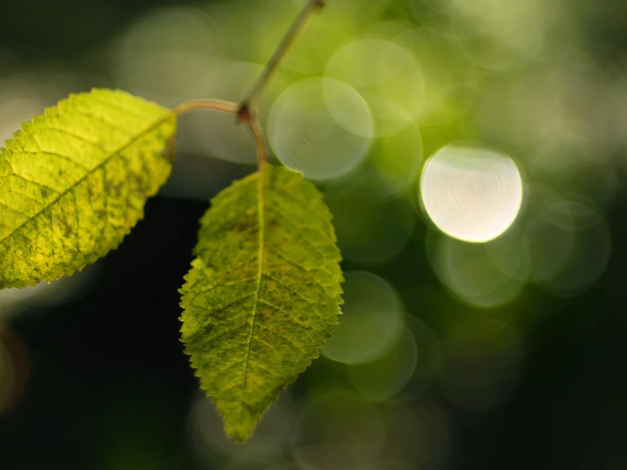 боке, фон, макро, зелень, green, обои, листья, растения