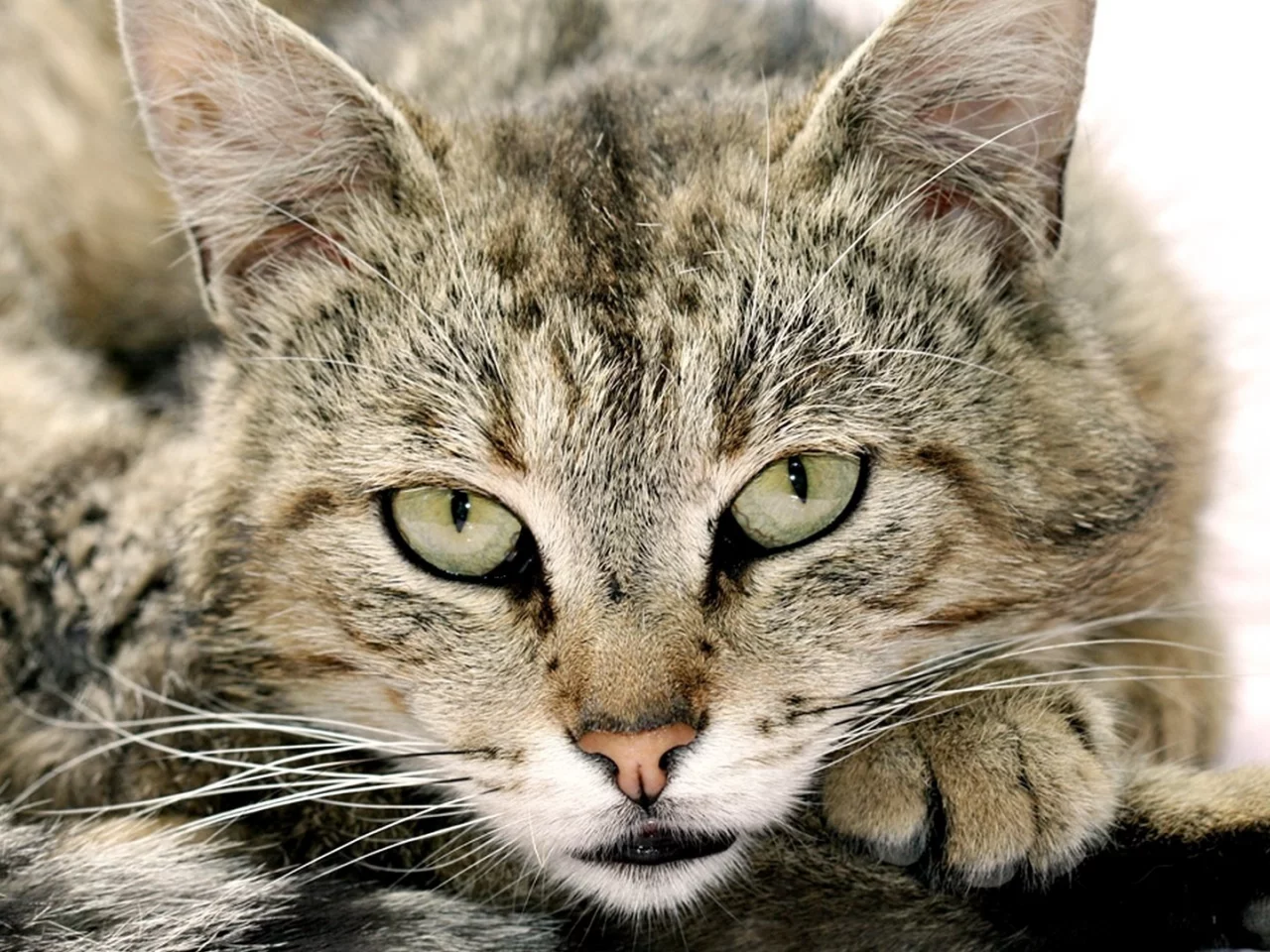 глаза, морда, взгляд, кот, усы