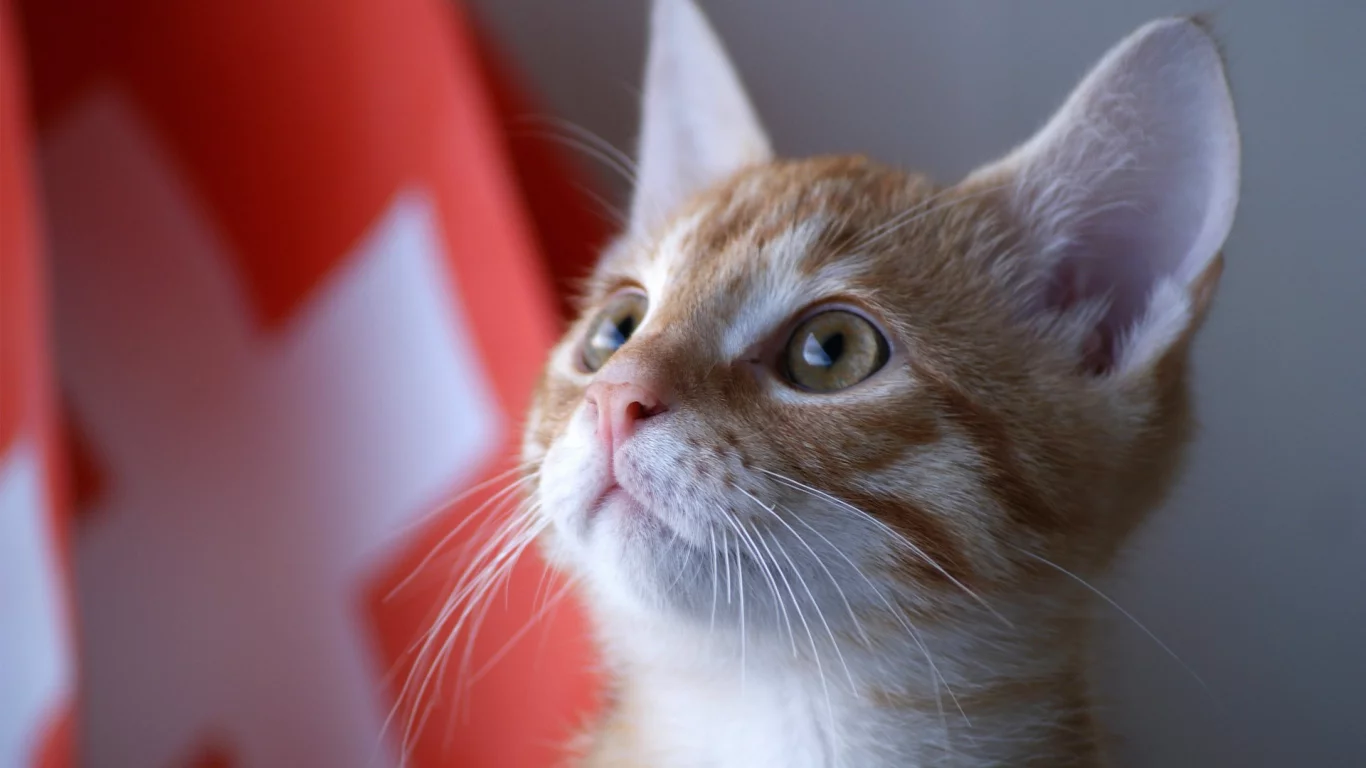 kitty, швейцария, котенок, кот