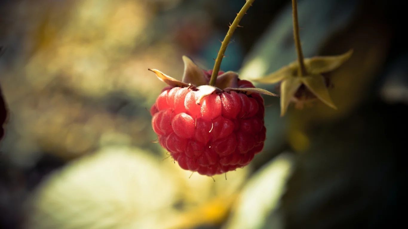raspberry, боке, 2560x1600, light, ягода, свет, макро, berry, bokeh, macro, малина