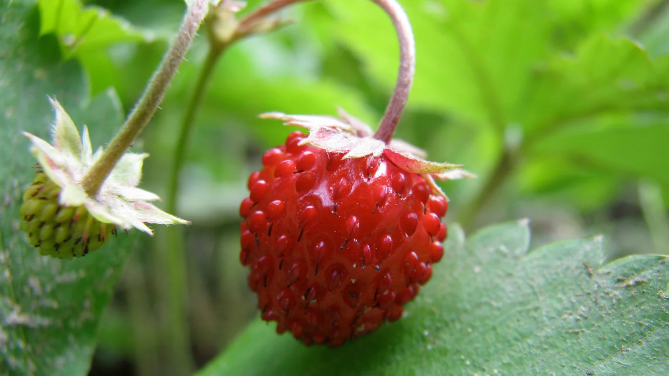 земляничка, дичка, awildstrawberry, клубничка