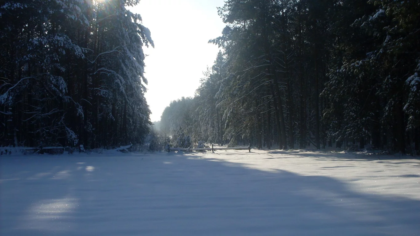 солнце, снег, лес