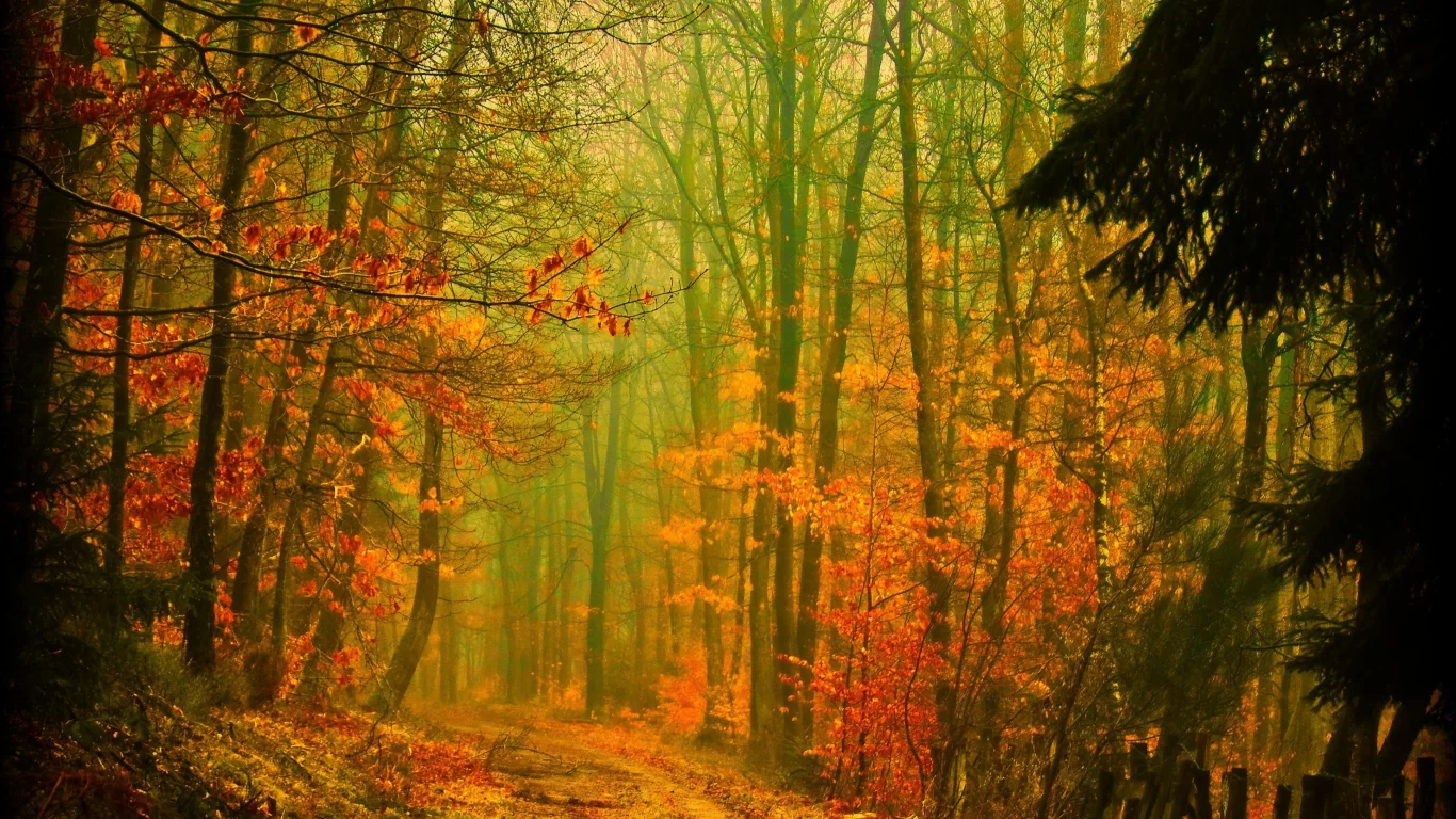 осень, лес, деревья, дорога, листва, природа