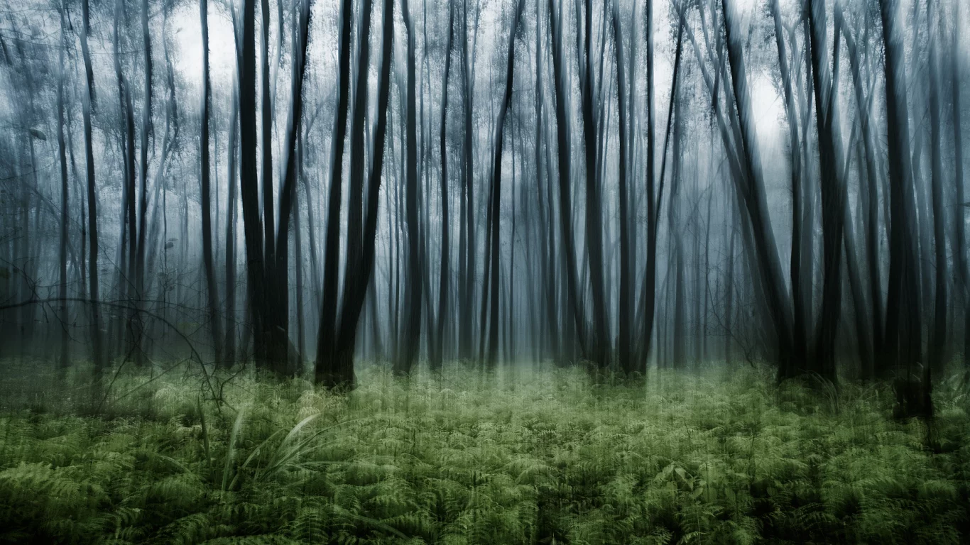 эффект, nature, лес, папоротник, заросли, природа, деревья