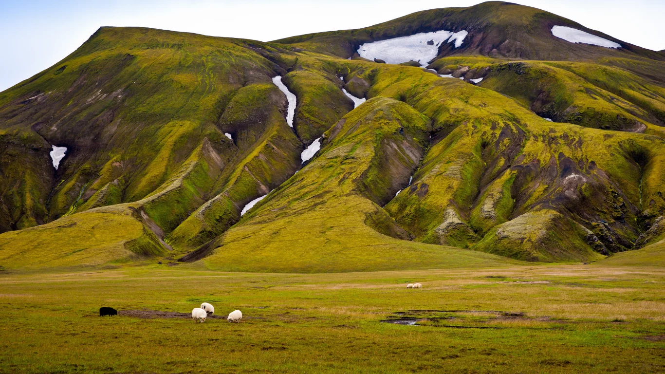 овцы, зелень, гора, снег