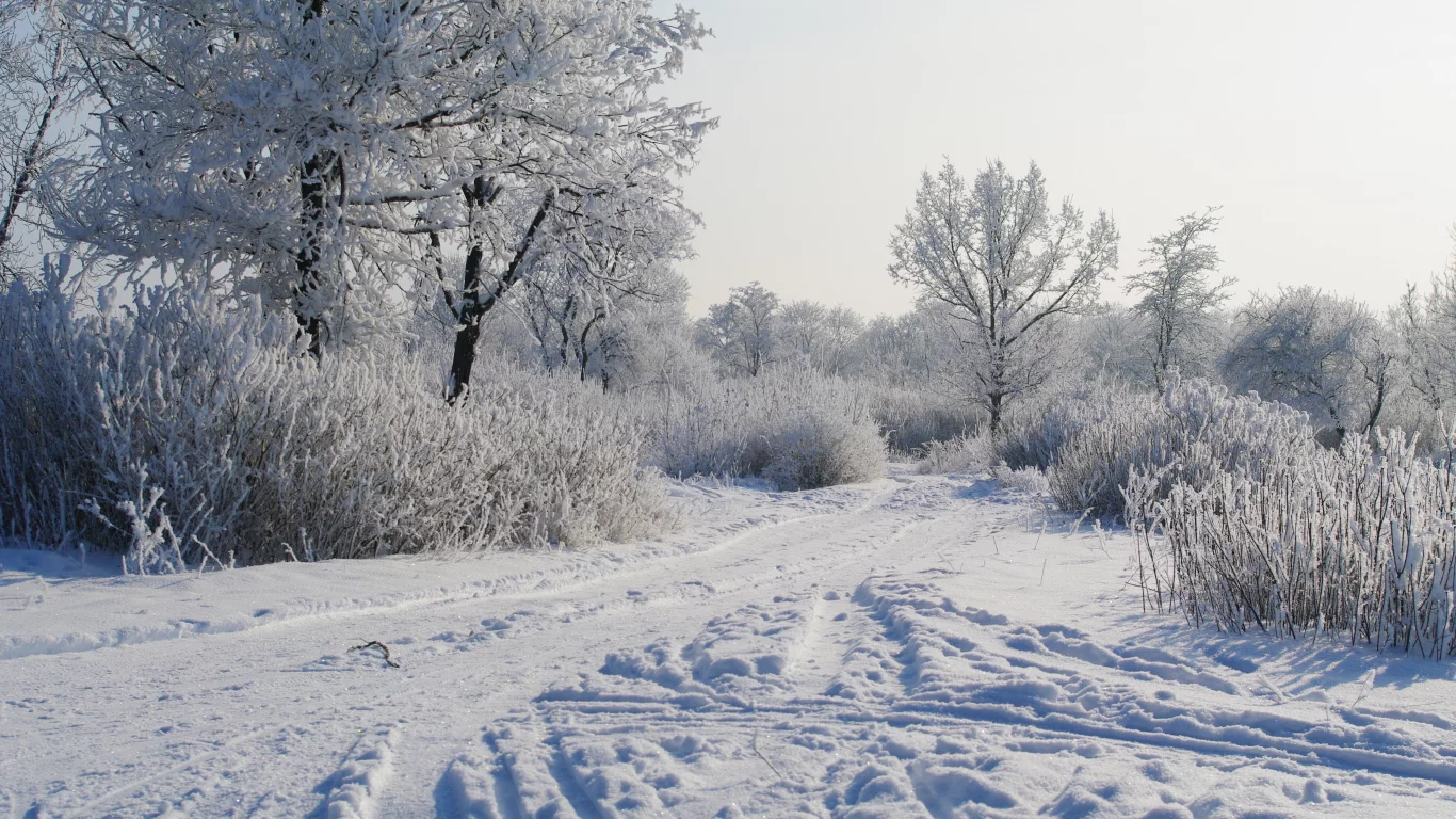 деревья в снегу, снег, утро, зима