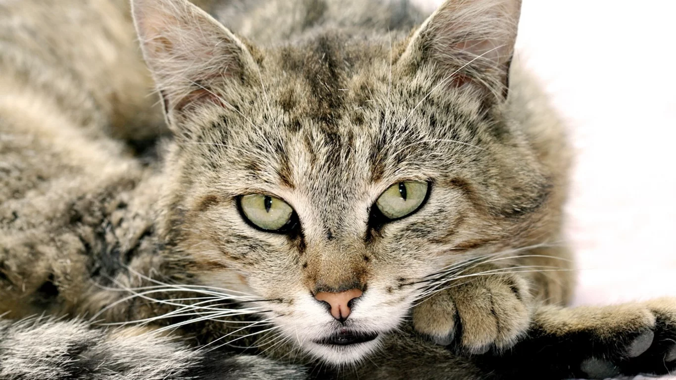 глаза, морда, взгляд, кот, усы