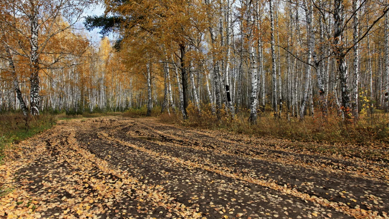 дорога, деревья, осень, лес