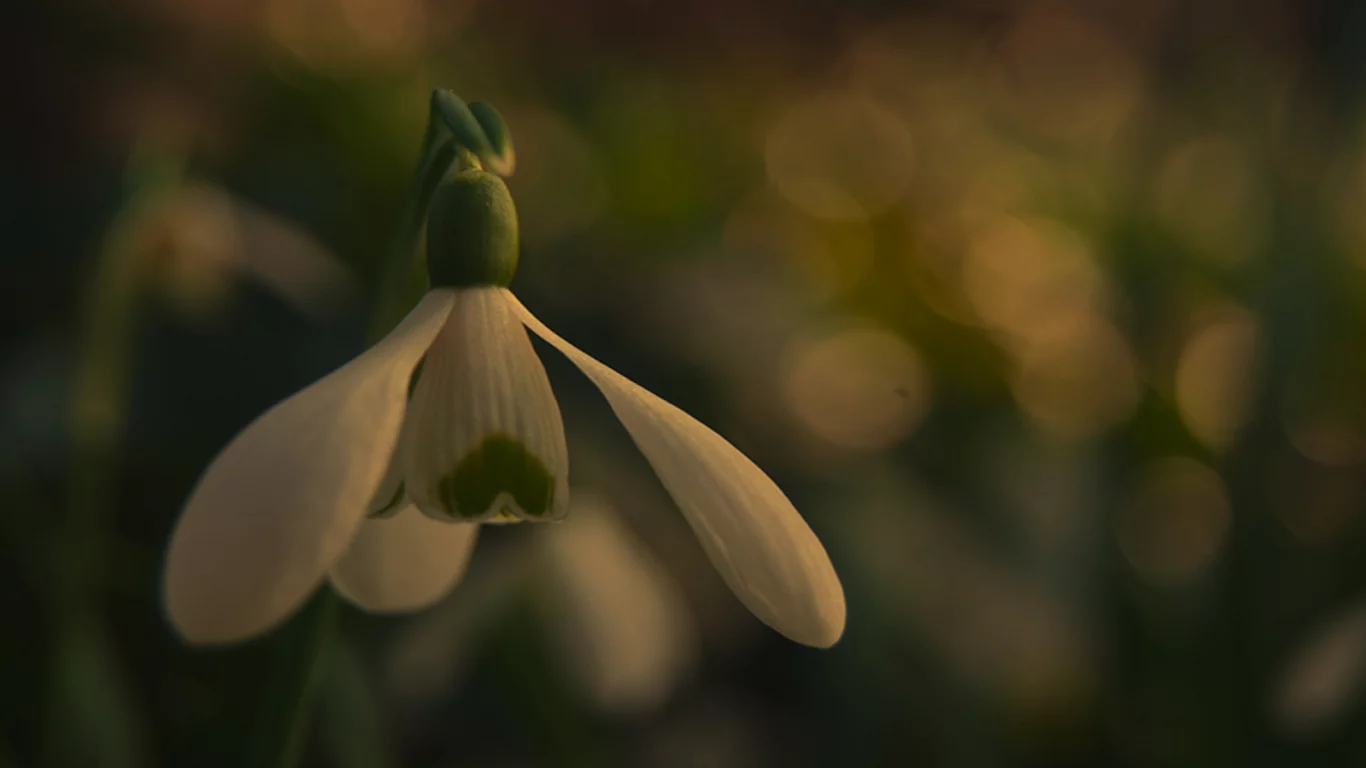 nature, snowdrop, подснежник, цветок, природа, 2560x1440, боке, bokeh, макро, macro, flower