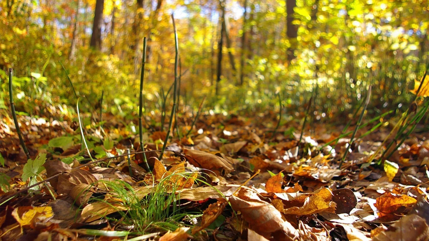 лес, листья, хвощ, осень