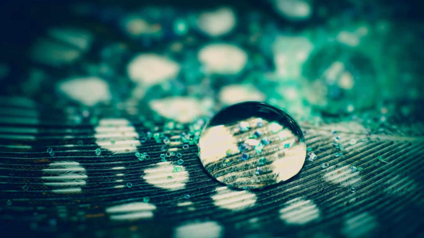 macro, вода, перо, капля, фазан, макро