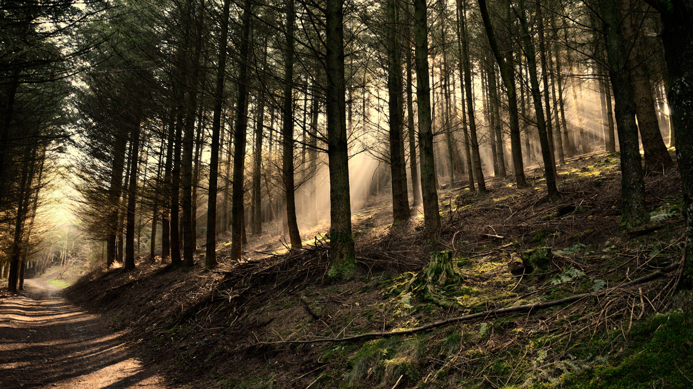 деревья, лес, shaftwoods, forest, belgium, green, свет, сосны, brown, dark green