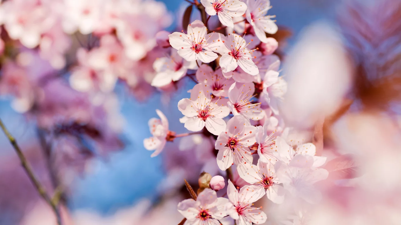 cherry blossoms, макро, весна