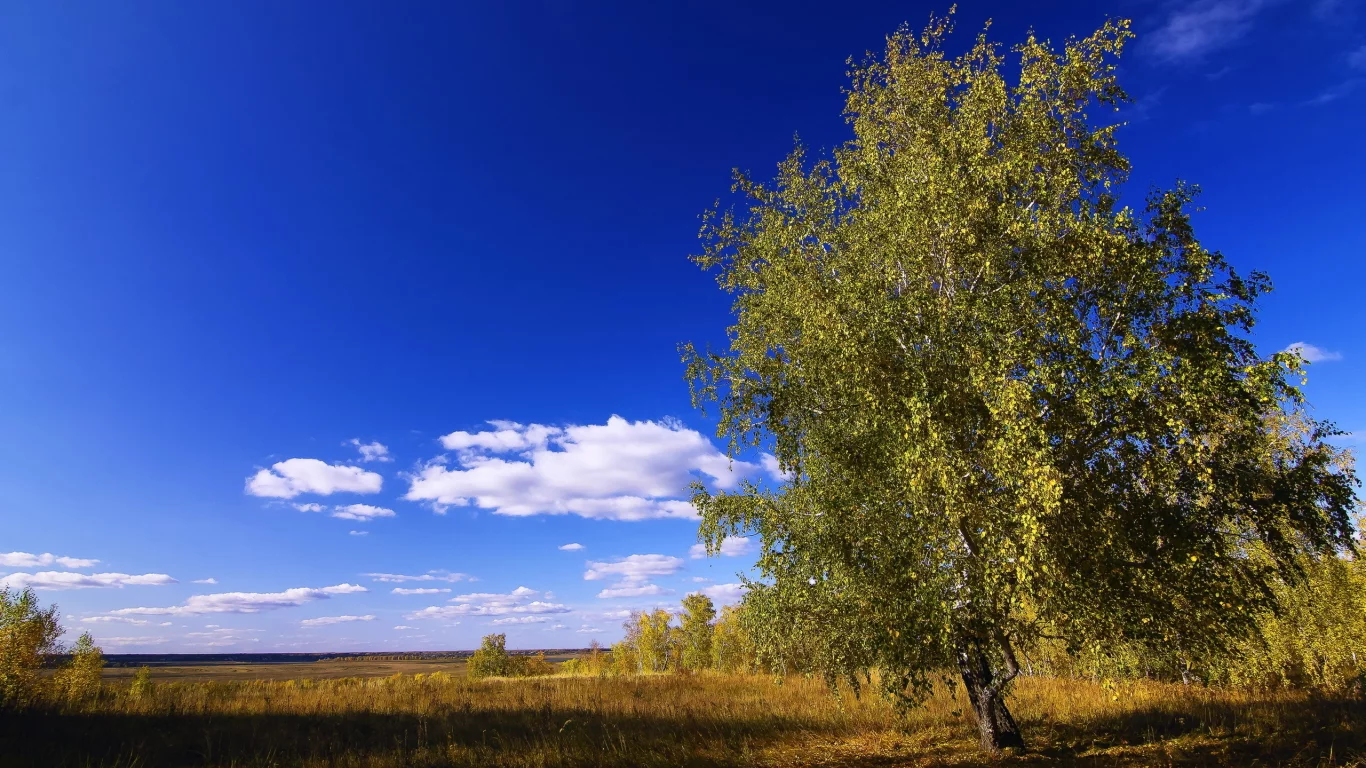 поле, дерево, небо