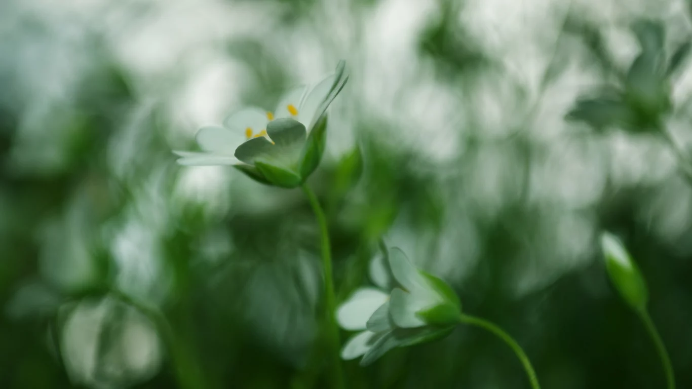 зеленый, трава, цвет, растения, green, природа, размытость, цветы, макро, фокус
