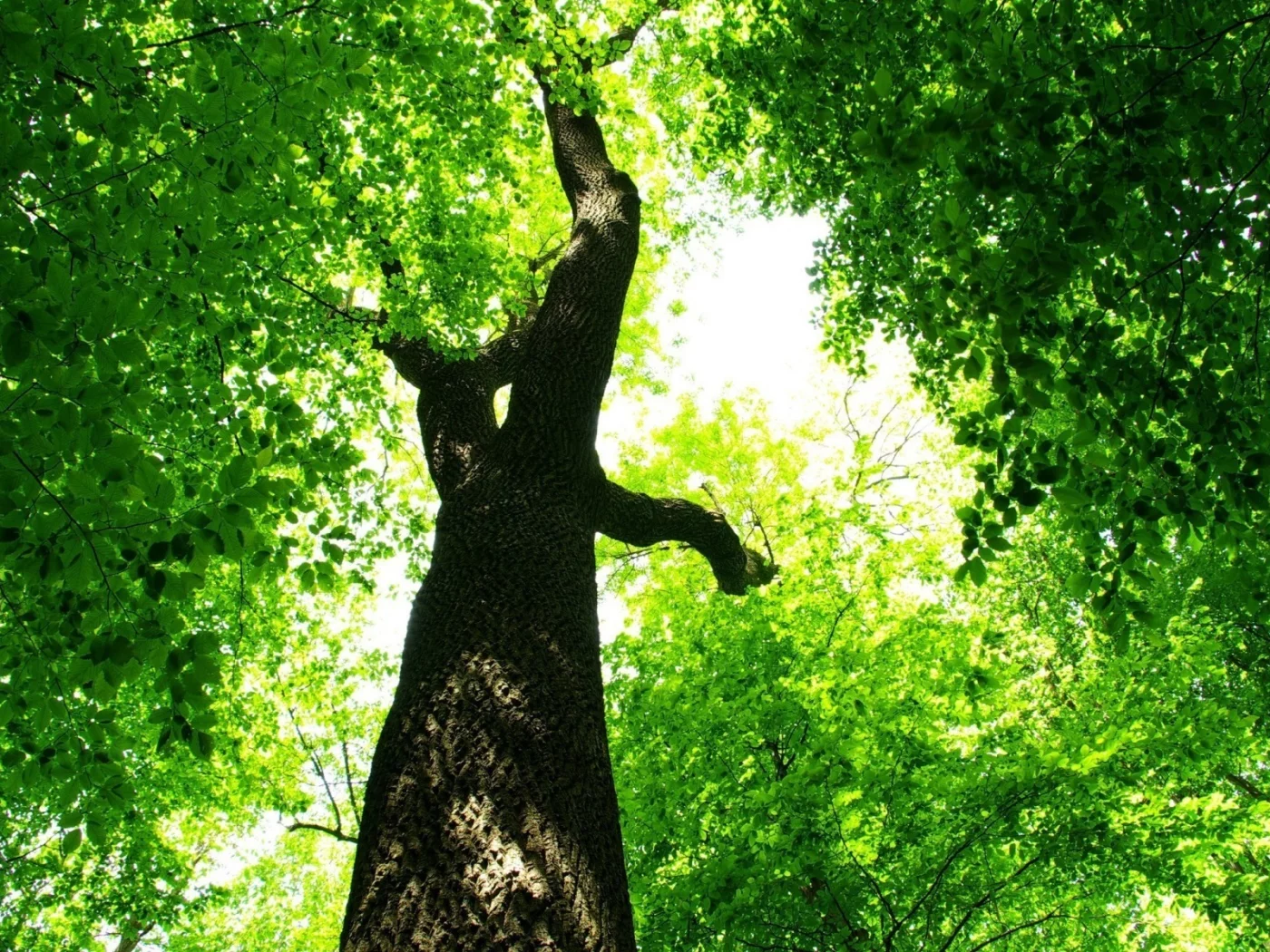дерево, зеленый, ярко, листва, ствол, листья