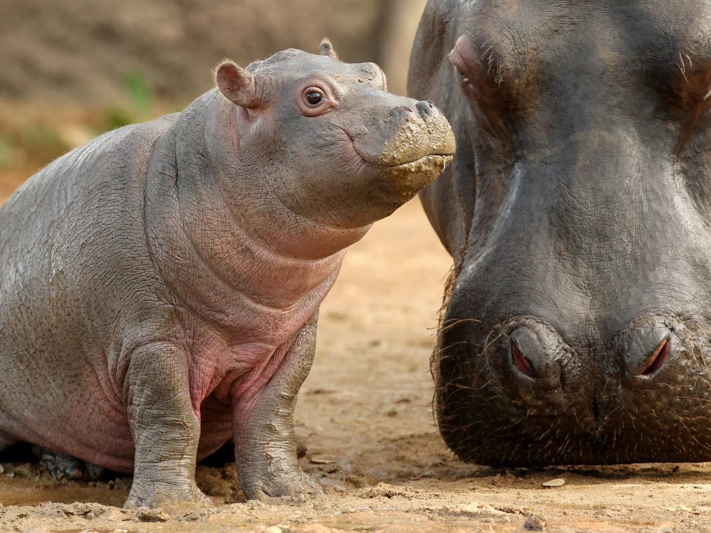 детеныш, гиппопотам, мать, бегемот, малыш, hippopotamus