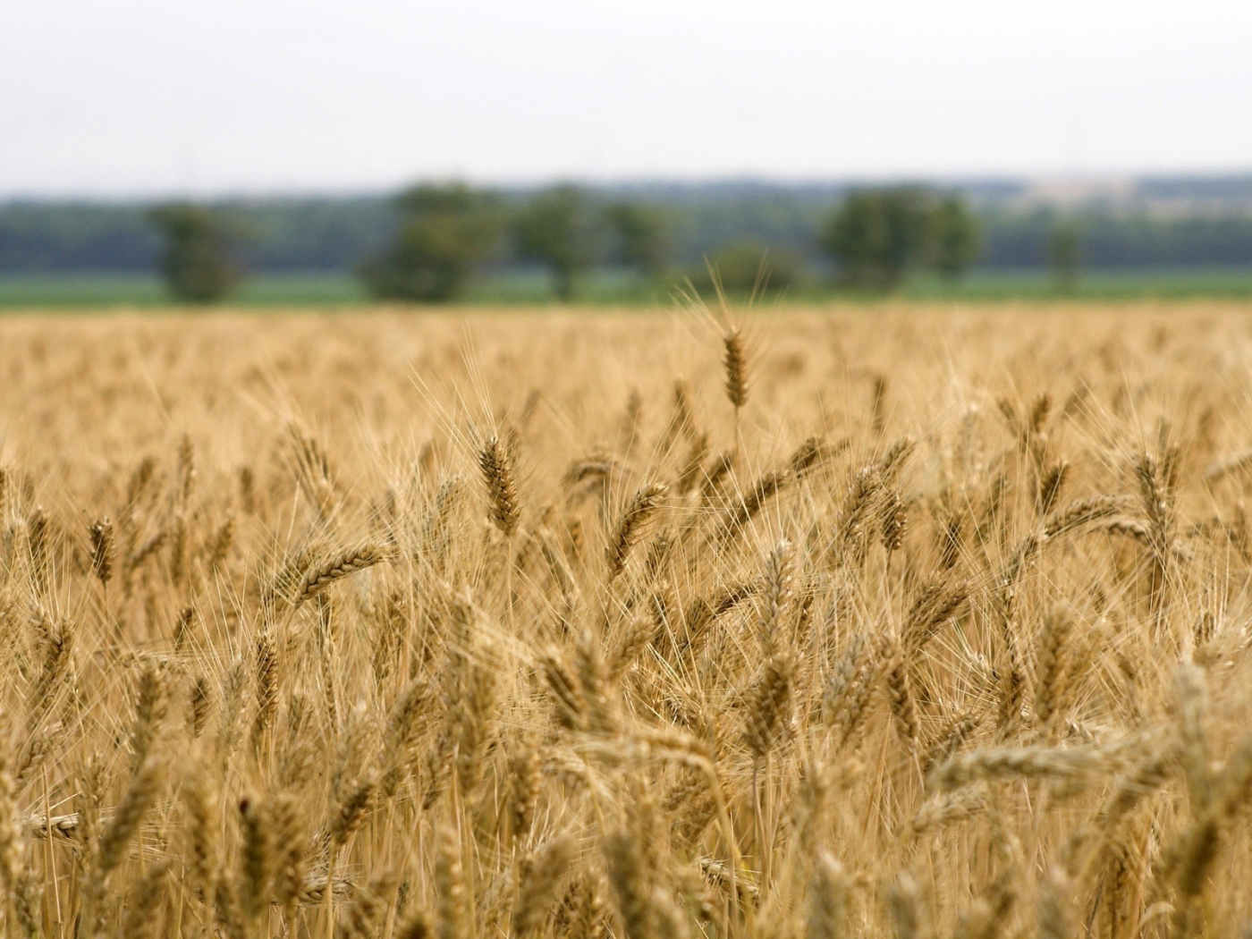 Пшенична 16. Поле пшеницы. Пшеничное поле вид сверху. Сбор колосьев пшеницы. Виды пшеничных полей.