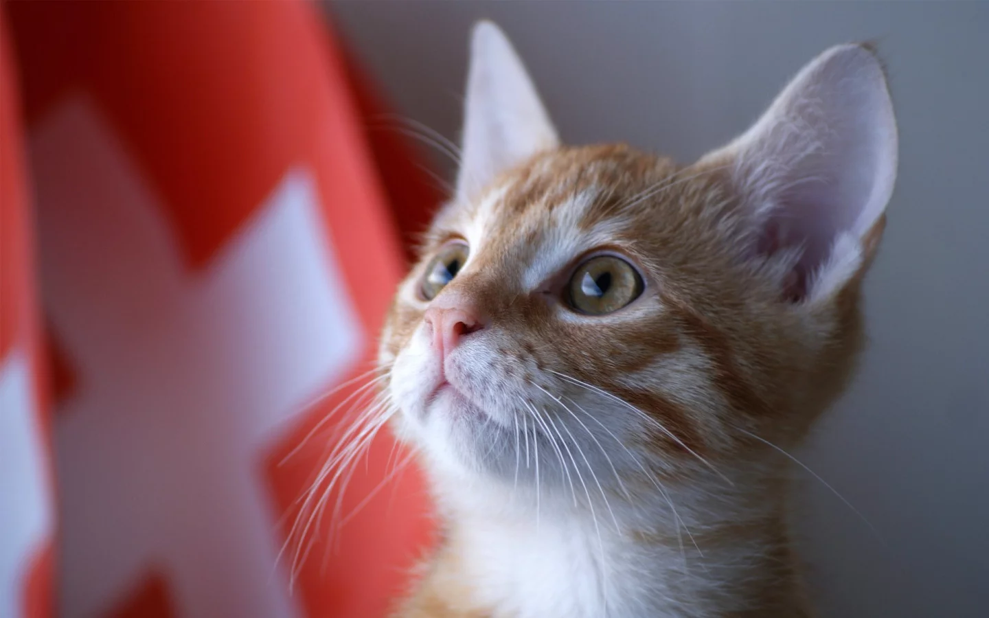 kitty, швейцария, котенок, кот