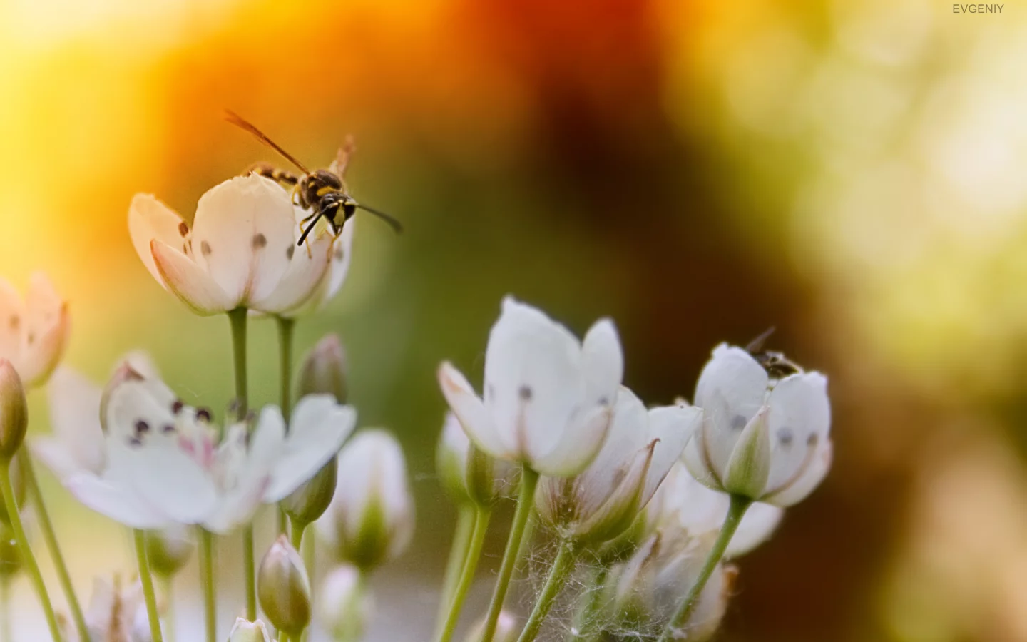bee, цветы, пчела, закат