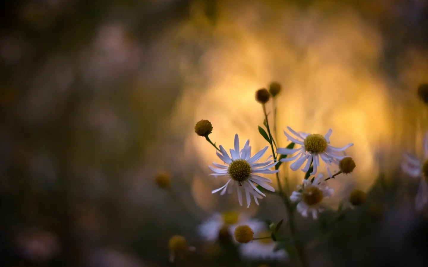 растения, цветы, spring wallpaper, обои, ромашки, цветение, природа
