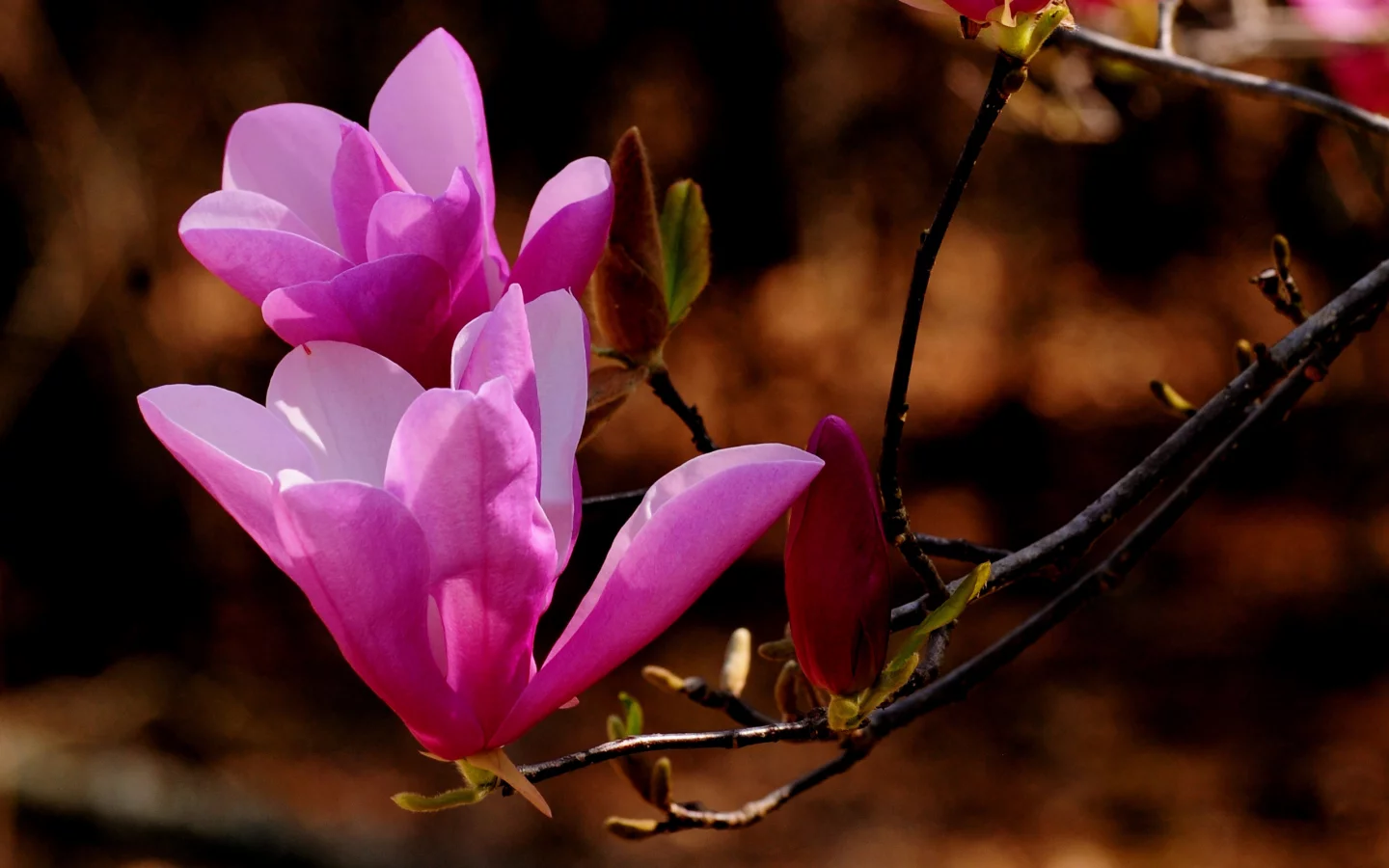 nature, веточка, природа, цветы