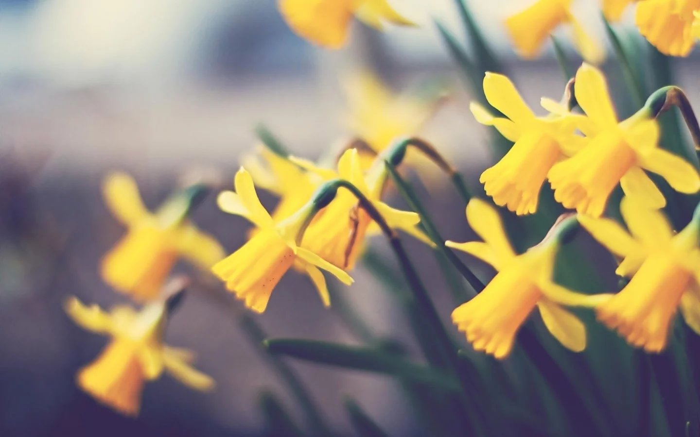 нарциссы, растение, цветок, flower, макро, цветы