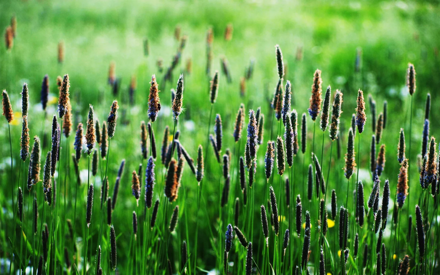 вверх, green, колоски