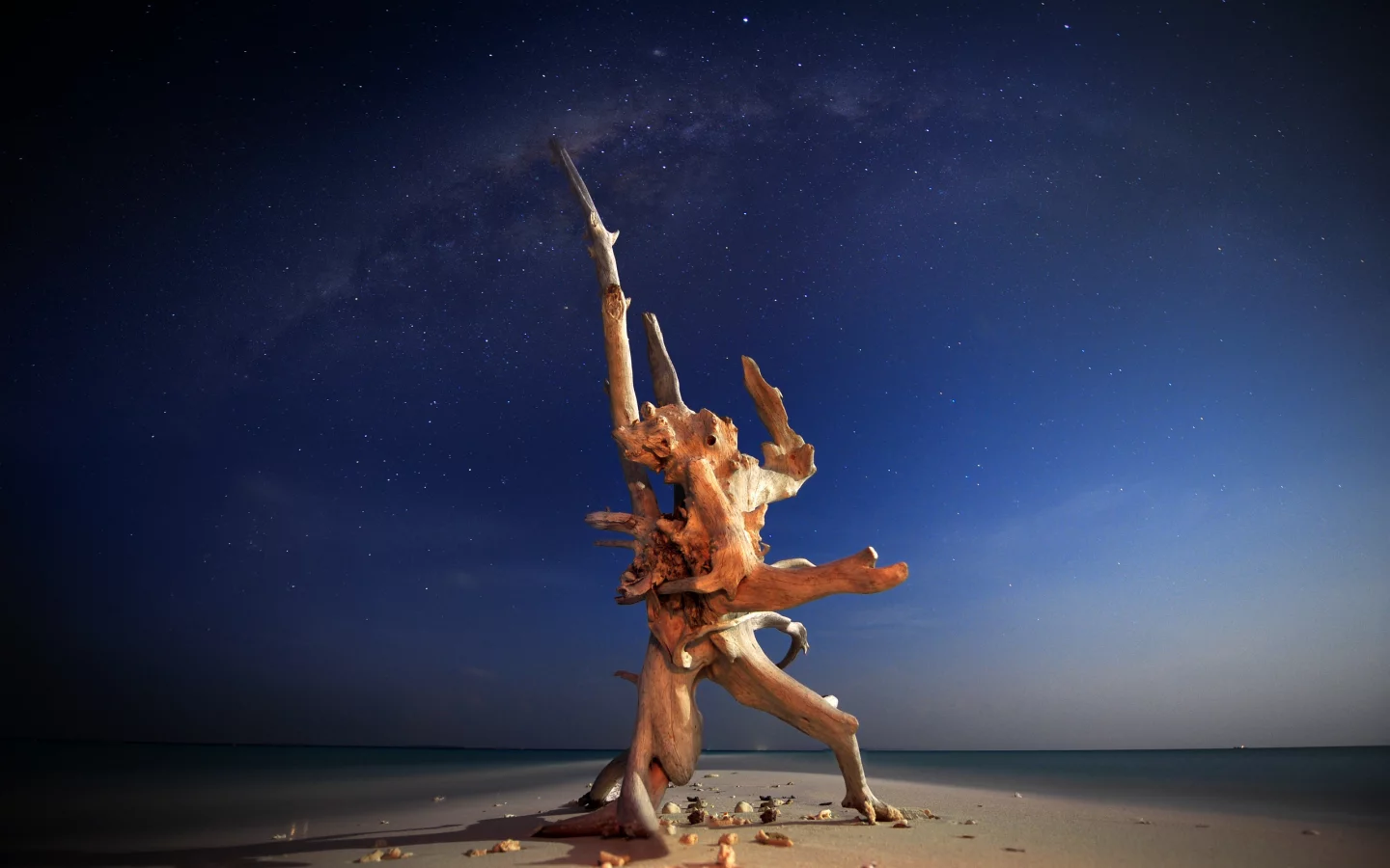 океан, природа, дерево, вода, фото, море, creature of the night, ночь