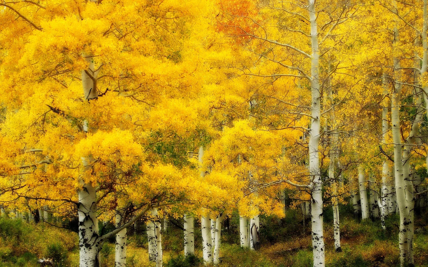 природа, золотая, берёзовая роща, осень