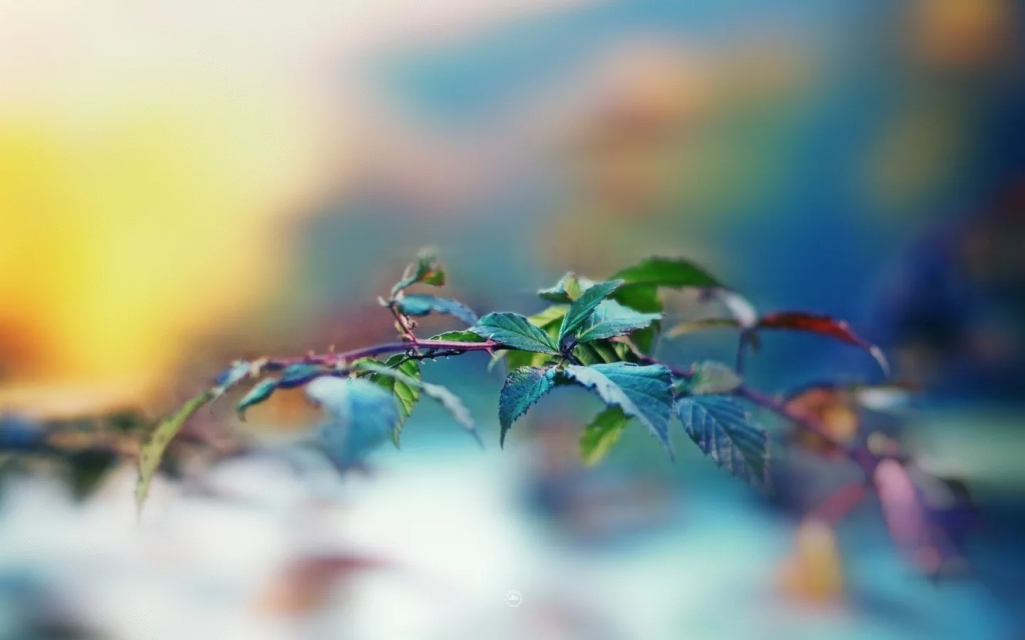 размытость, ветка, макро, leaves, листья, растение, macro