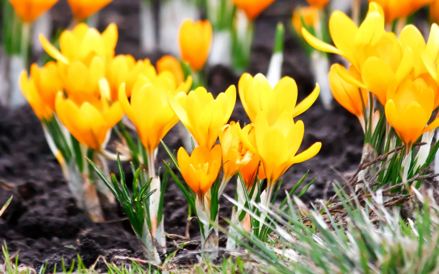 yellow flowers, весна, макро, крокусы, жёлтые, цветы