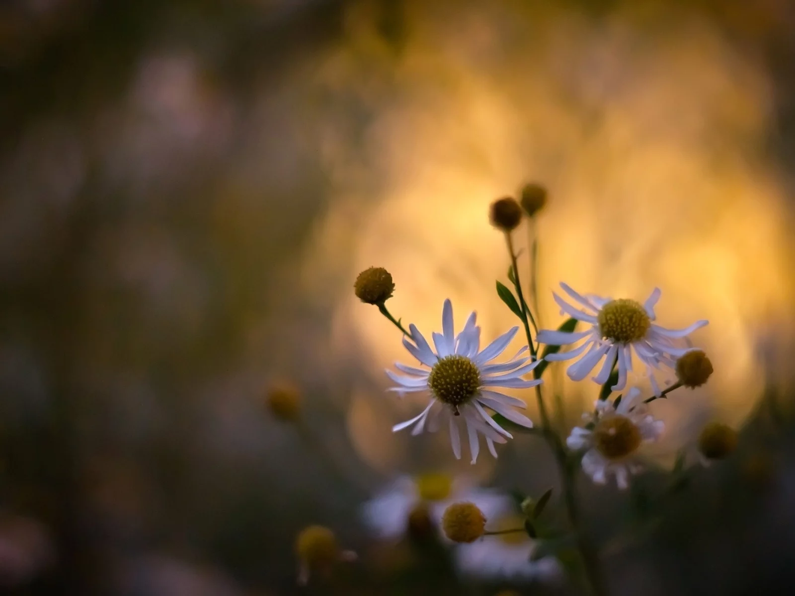 растения, цветы, spring wallpaper, обои, ромашки, цветение, природа
