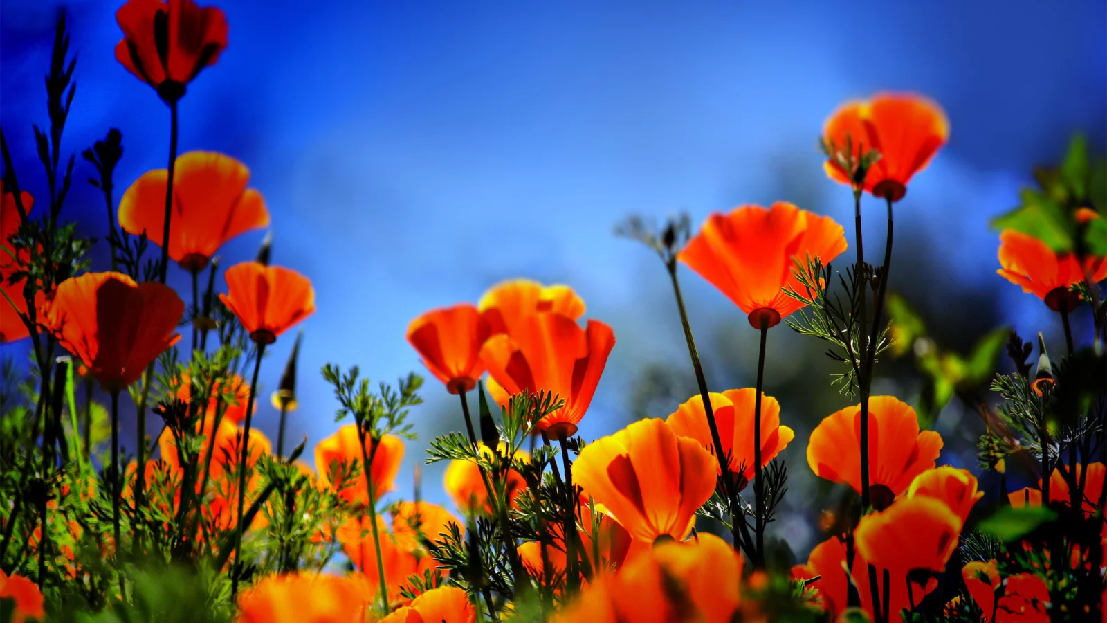 огонь, poppies on fire, маки
